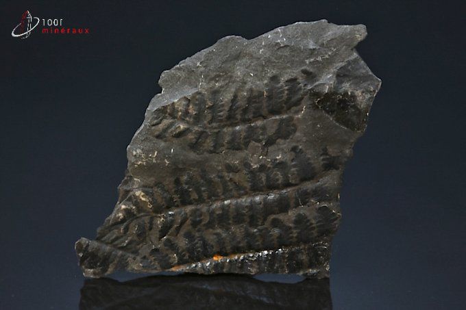 vegetaux odontopteris fossile