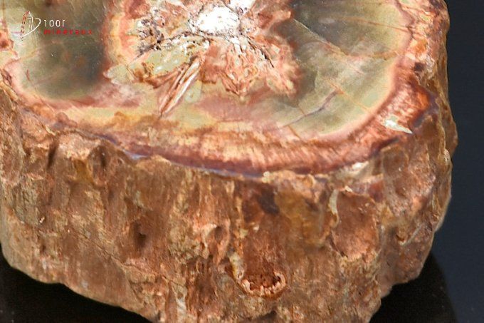 tronc de bois fossile