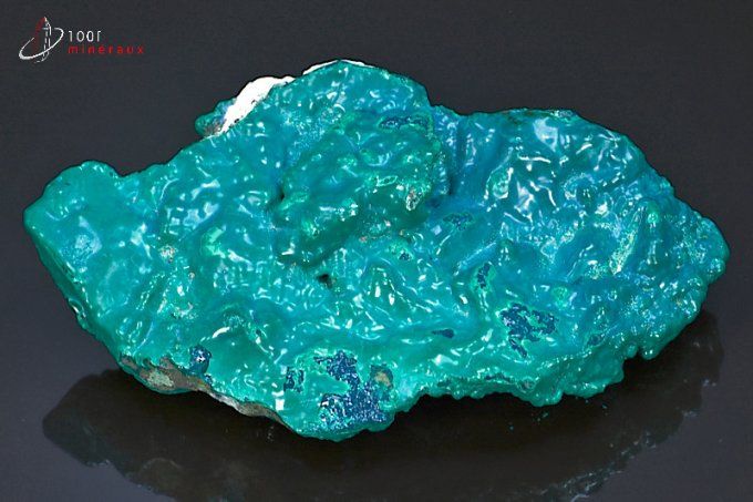 grande chrysocolle bleue