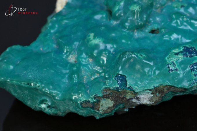 grande chrysocolle bleue