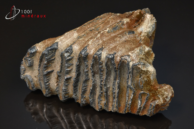 Dent de mammouth meridionalis - Autriche - fossiles 14,5 cm / 787 g / BF381