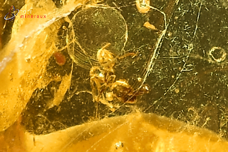Ambre avec insectes - mer Baltique - fossiles 1,1 cm / 0,55g / BF417