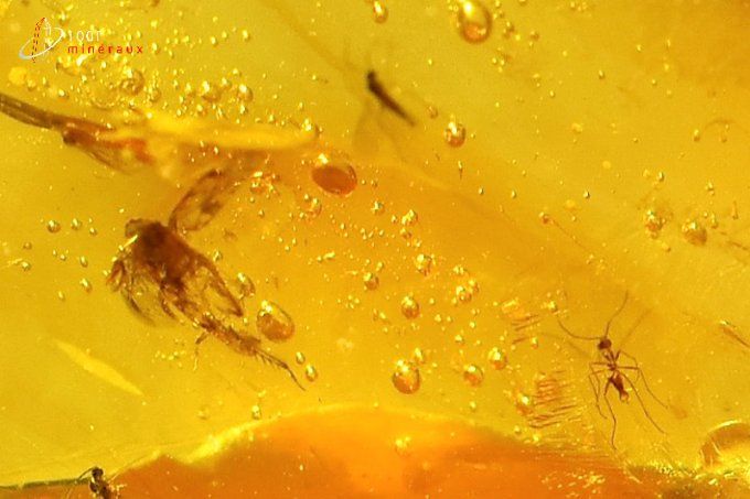 ambre avec inclusions d'insectes