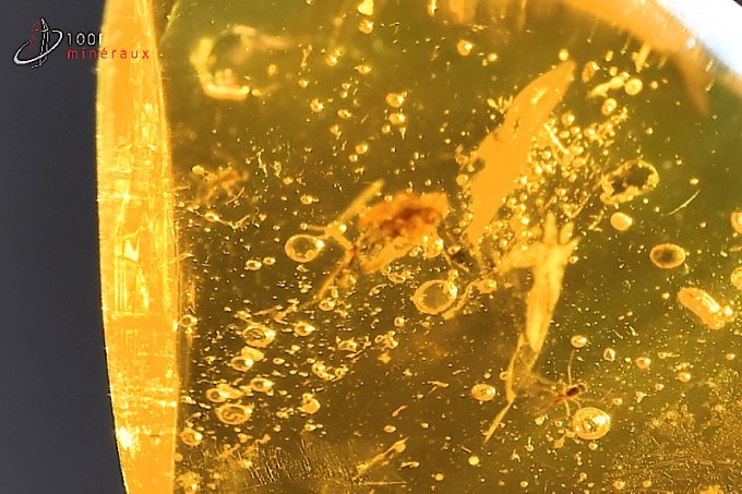 ambre avec inclusions d'insectes