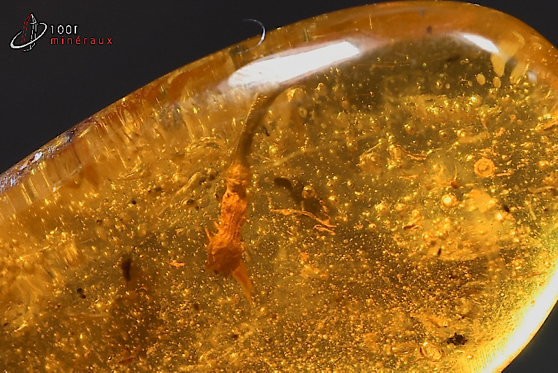 Ambre avec inclusion végétale - Birmanie - fossiles 3,2 cm / 2,2g / BF424