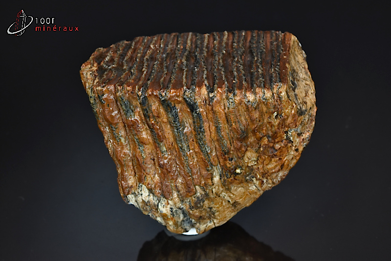Dent de mammouth Primigénius - Pays-Bas - fossiles 10,3 cm / 576g / BF426