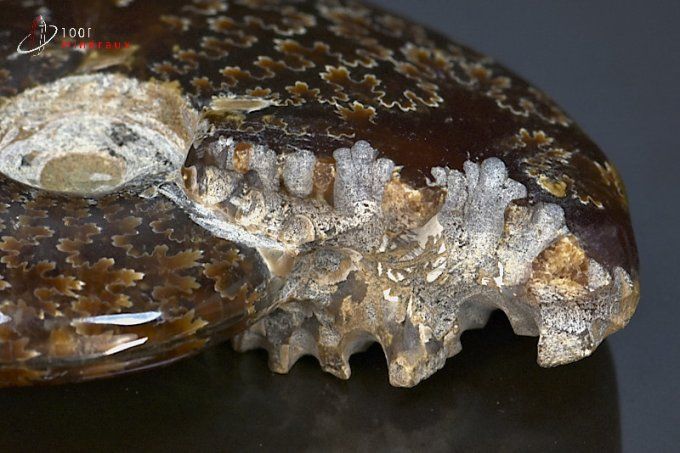 Nautile fossile poli - Madagascar - fossiles 8,9 cm / 160g / BG193