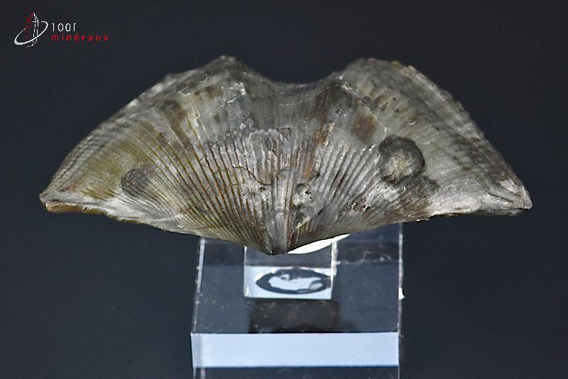 Cyrtospirifer grabaui - Belgique - Fossiles 7,1 cm / 42g / BH618