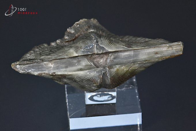 fossile cyrtospirifer grabaui
