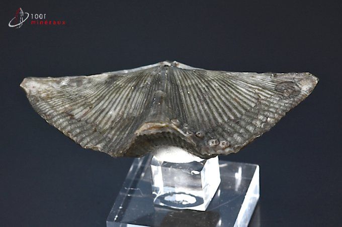 fossile cyrtospirifer grabaui