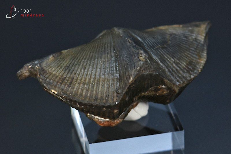 Cyrtospirifer grabaui - Belgique - Fossiles 6,4 cm / 57g / BH619