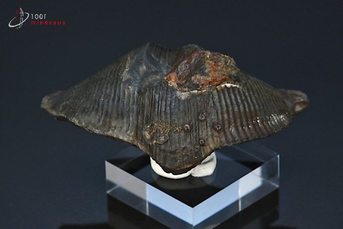 Cyrtospirifer grabaui - Belgique - Fossiles 6,4 cm / 57g / BH619