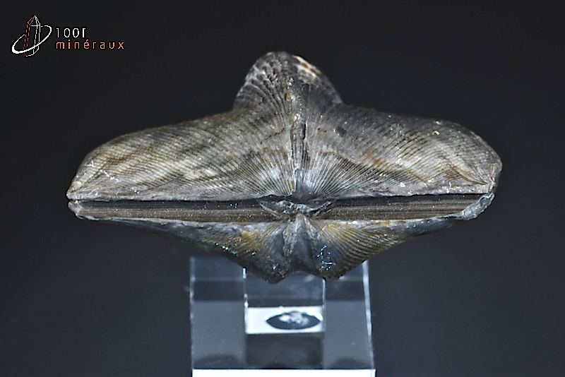 Cyrtospirifer grabaui - Belgique - Fossiles 6,8 cm / 66g / BH620