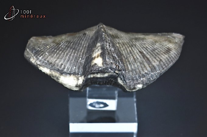 cyrtospirifer-fossiles-brachiopodes