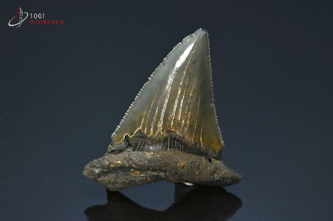 dent megalodon otudus fossile