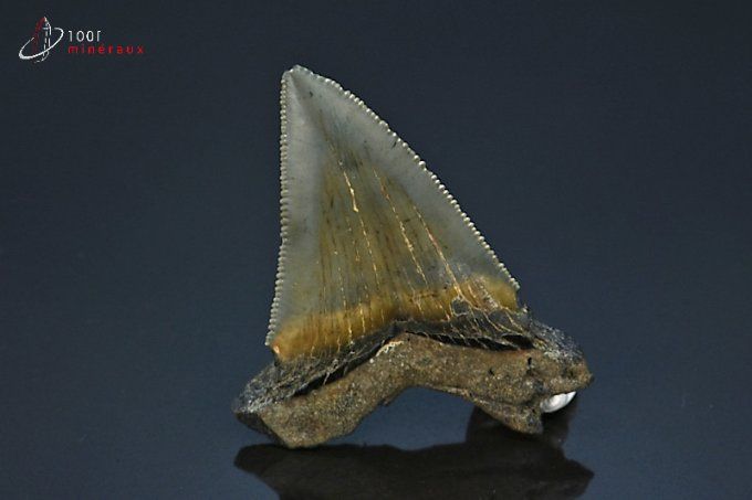 dent megalodon otudus fossile