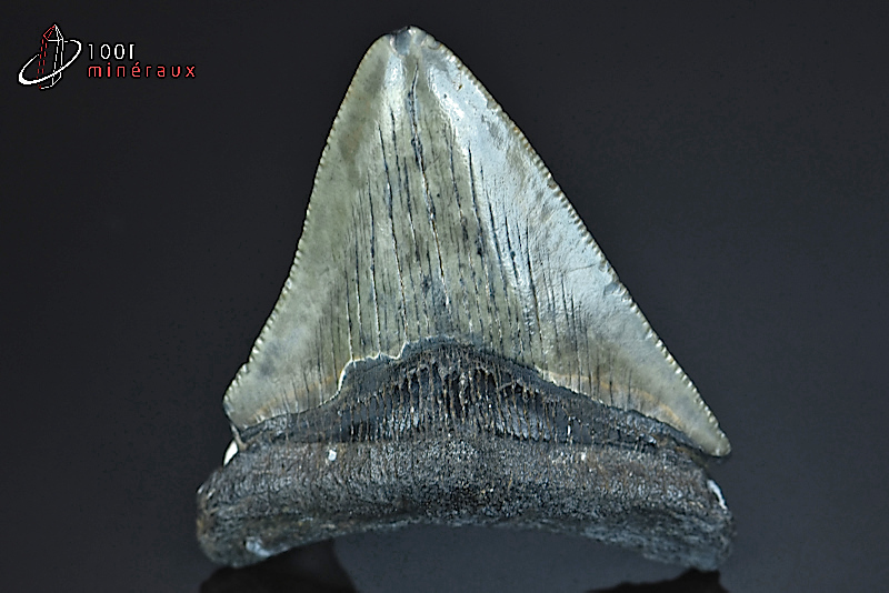 Dent de requin fossile Otudus megalodon - USA - Fossiles 5,8 cm / 41g / BH625