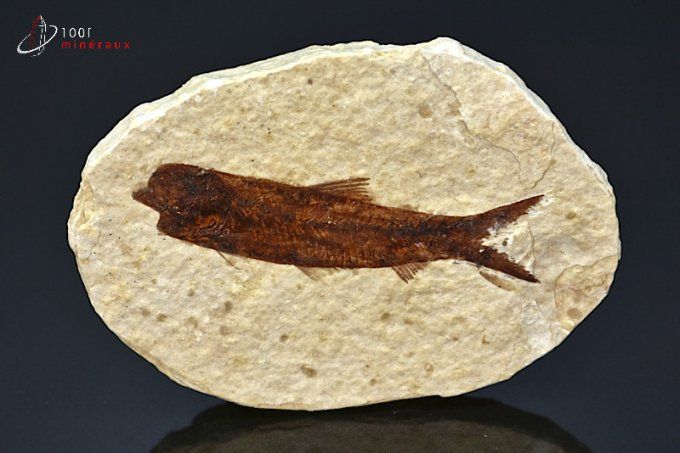 poisson fossile knightia