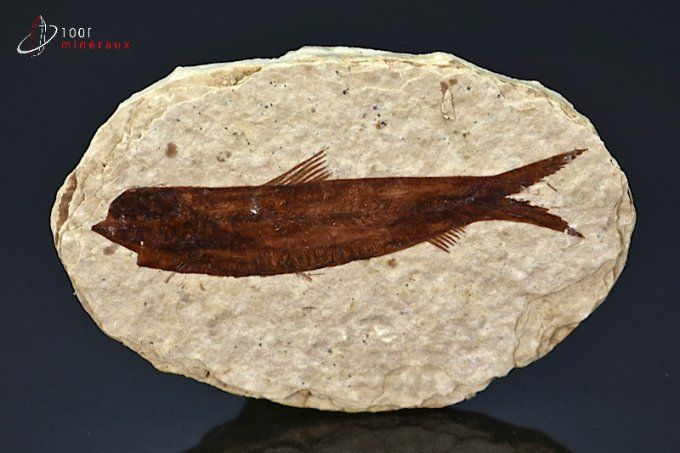 poisson fossile knightia