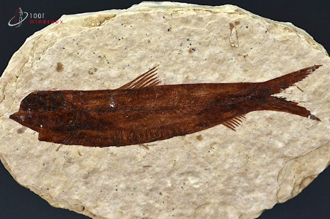 poisson fossile knightia