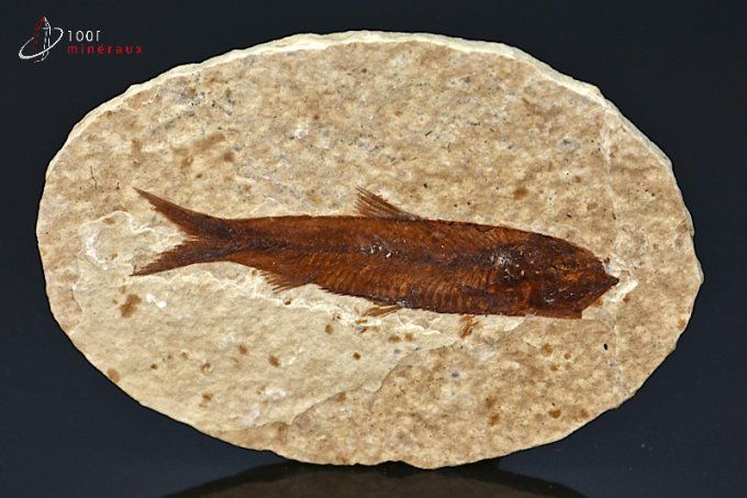 poisson fossile knightia