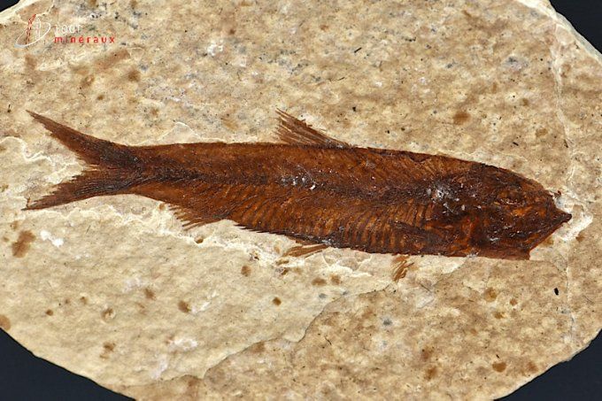 poisson fossile knightia