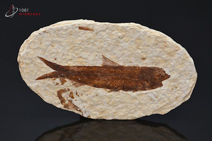 poisson-fossiles
