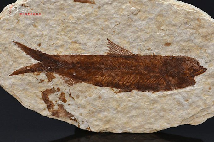 poisson-fossiles