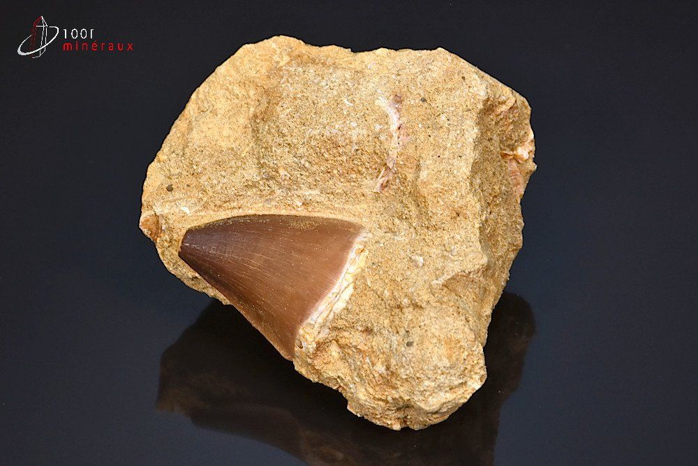 Dent fossile de Mosasaurus sur gangue - Maroc - fossiles 7,5 cm / 159g / BH845