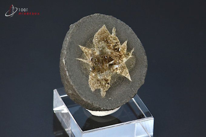 Septaria sciée polie - France - minéraux bruts 4 cm / 47g / BJ375