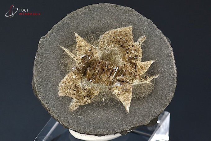 Septaria sciée polie - France - minéraux bruts 4 cm / 47g / BJ375