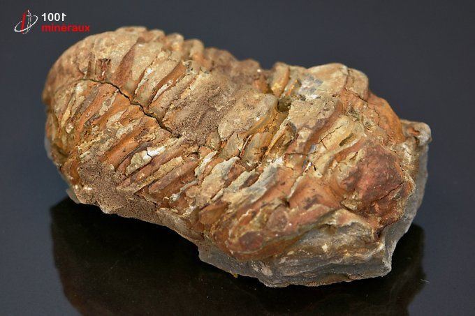 trilobite_fossile