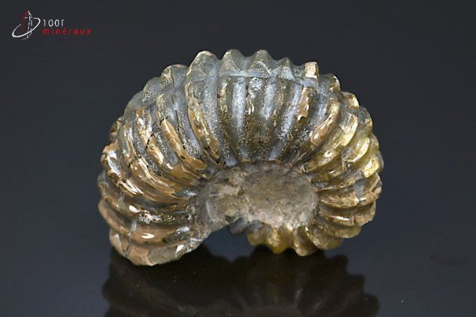ammonite fossile douvilleiceras mammillatum