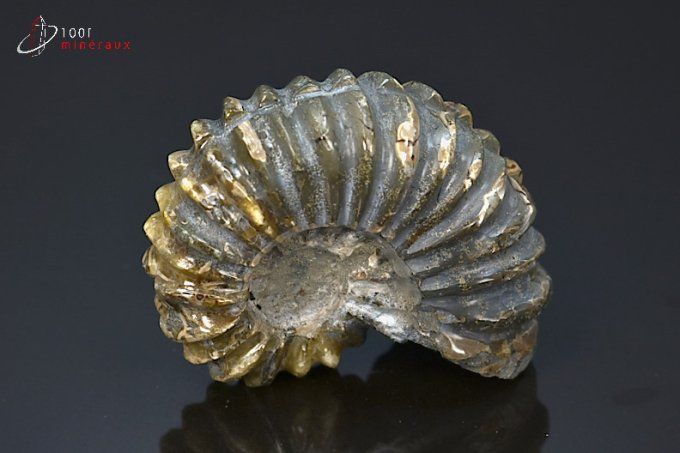 ammonite fossile douvilleiceras mammillatum
