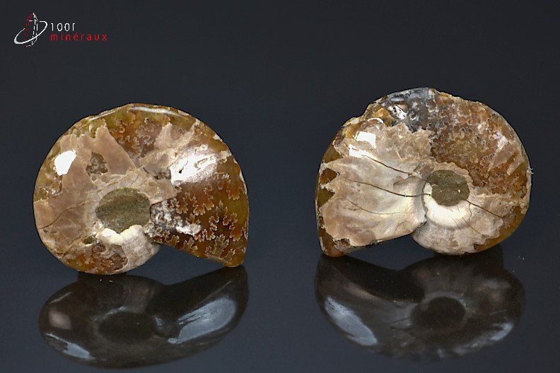 Ammonite Cleoniceras sciée - Madagascar - fossiles 3,3 cm / 10,7g / BL322