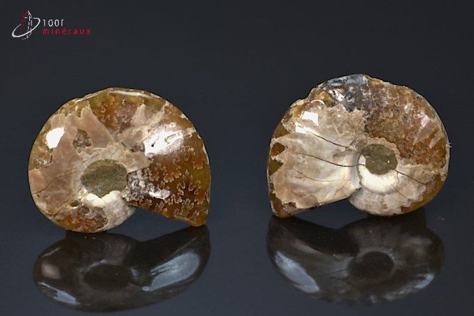 ammonite fossile cleoniceras