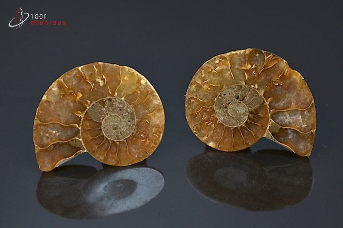 ammonite fossile cleoniceras