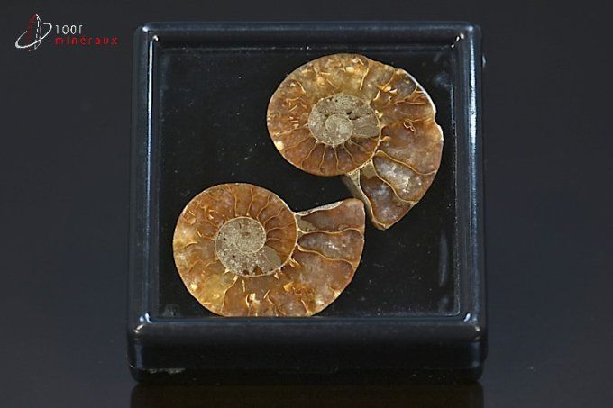 ammonite fossile cleoniceras