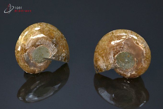 ammonite fossile cleoniceras