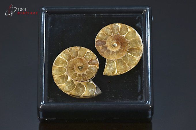 ammonite fossile cleoniceras
