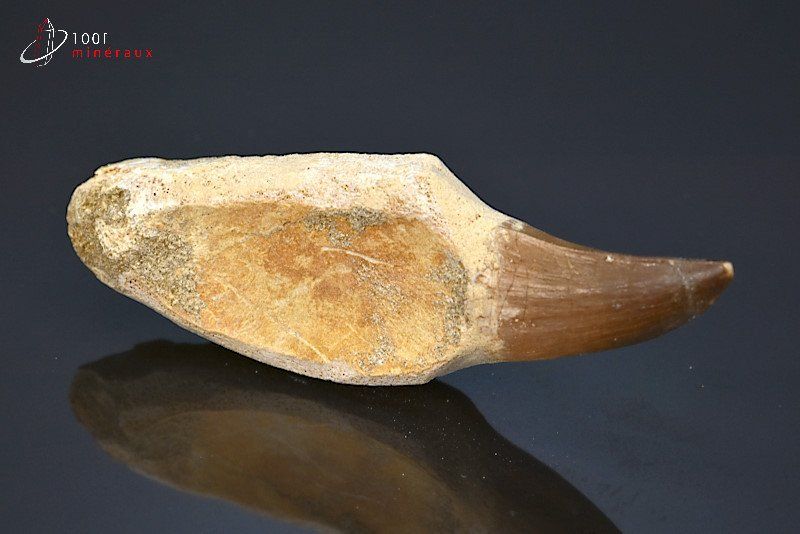 Dent fossile de Mosasaurus - Maroc - fossiles 9,5 cm / 38g / BL637