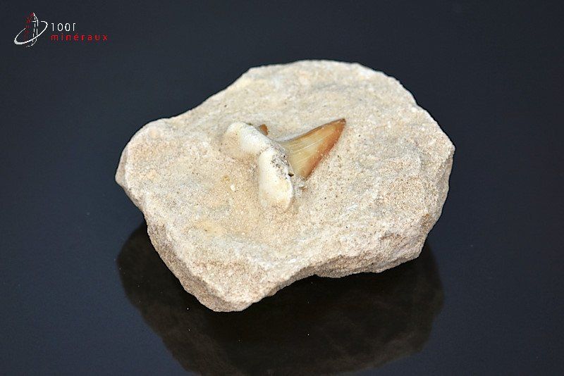 Dent de requin fossile Lamna Otudus sur gangue - Maroc - fossiles 5,4 cm / 62g / BL78