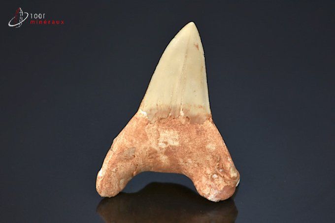 dent de requin fossile lamna otudus