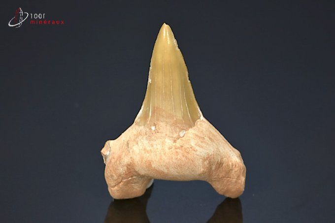 dent fossile de requin lamna otudus