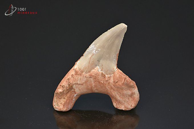 dent_requin_fossiles