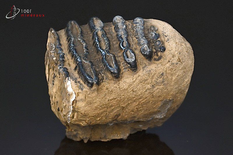 Dent de mammouth meridionalis - Hongrie - fossiles 11,9 cm / 1,1 kg / BM488