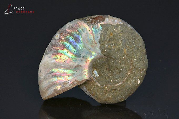 ammonite cleoniceras irisee