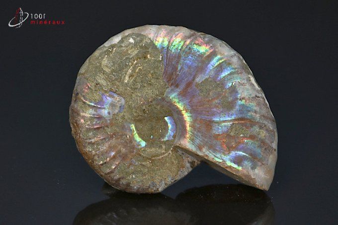 ammonite cleoniceras irisee