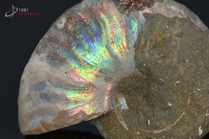 ammonite cleoniceras irisee