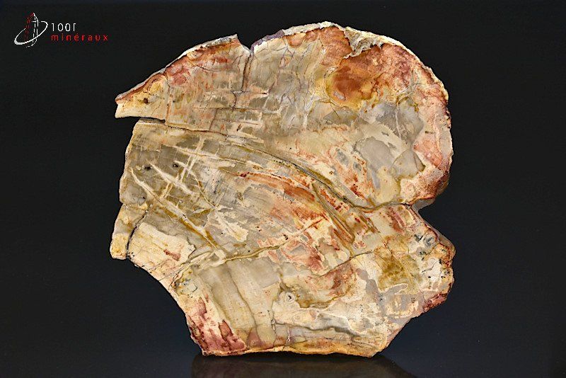 Grande tranche de Bois fossilisé - Madagascar - fossiles 20 cm / 741g / BM550